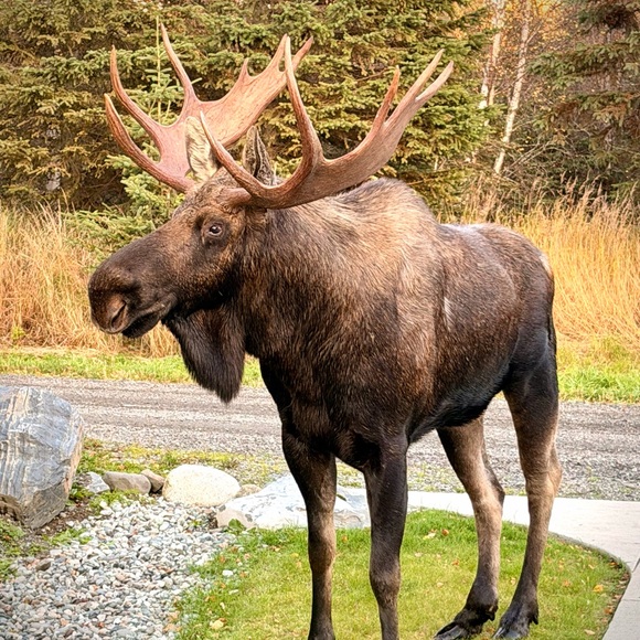 chugach_guy